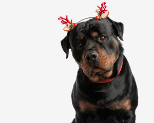 Fototapeta premium curious rottweiler puppy with christmas branches headband looking forward