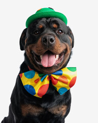 happy cute rottweiler puppy with green hat and clown bowtie panting