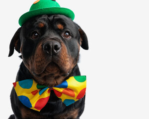 close up picture of sweet rottweiler dog with green hat and clown bowtie