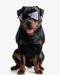 cool fashion rottweiler dog with sunglasses panting with tongue exposed