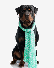 black adult rottweiler wearing winter scarf and looking forward while sitting