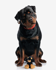 curious rottweiler puppy looks at the camera while sitting neat it's plush toy version
