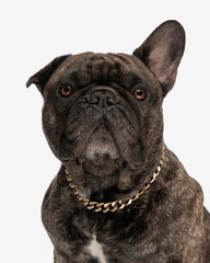 cute french bulldog dog with golden collar looking forward and sitting