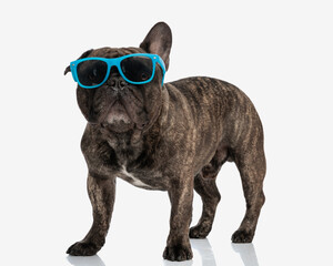 funny french bulldog dog wearing blue sunglasses and standing