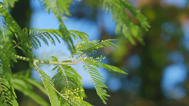 Spring Is Coming. Acacia With Yellow Flowers Or Mimosa Tree. Womens Day And Easter Greeting Background. Nature Background. Still.