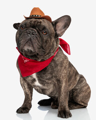 cute french bulldog puppy wearing red bandana and cowboy hat