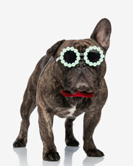 cool french bulldog puppy with flowers sunglasses and red bowtie