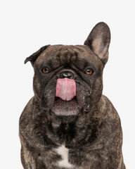 adorable french bulldog dog looking forward and licking nose