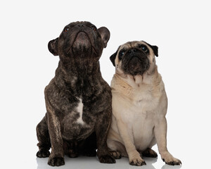 curious two brothers french bulldog and pug sitting and looking up
