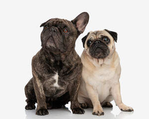 Obraz premium curious two puppies looking up and sitting in front of white background