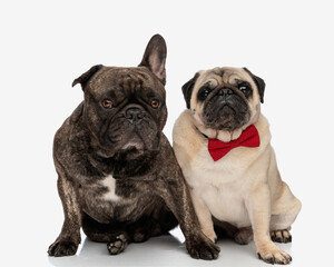 Obraz premium adorable couple of french bulldog and pug looking forward and sitting