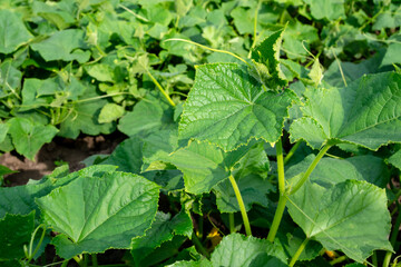 Growing cucumbers in a field, large green leaves. Plantation under the bright summer sun.
