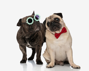 cool couple of two puppies with sunglasses and red bowtie posing