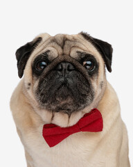 portrait of elegant young pug puppy wearing red bowtie and looking forward