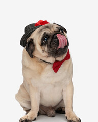 greedy pug dog with hat and red bowtie looking to side and licking nose