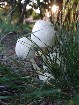 Forest mushrooms among the grass, spherical, ovate cap, sunset 