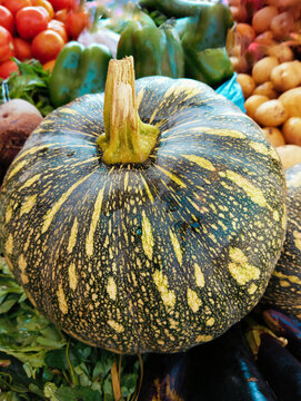 Single Pumpkin greenpumpkin vine vegetable food winter squash single indian-pumpkin kashiphal kasifal petha kaddu kabocha citrouille verte, calabaza verde, aboboraverde closeup photo