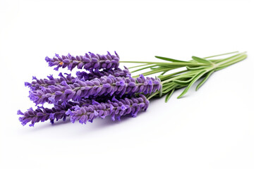 Fototapeta premium Lavender isolated on white background created with Generative Ai