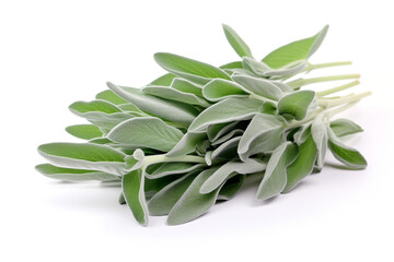 Fototapeta premium Sage isolated on white background created with Generative Ai