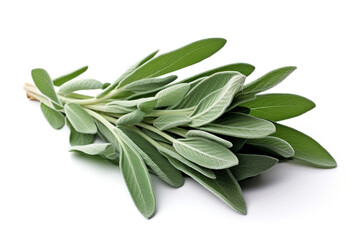 Sage isolated on white background created with Generative Ai