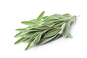 Fototapeta premium Sage isolated on white background created with Generative Ai