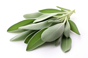 Sage isolated on white background created with Generative Ai