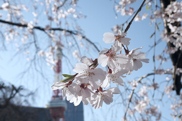 桜とタワー