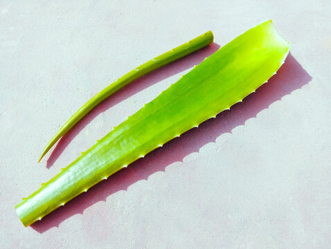 Leaf of Aloe vera plant stack true-aloe succulent plant cape-aloe barbados-aloe curacao-aloe Chinese-aloe aloespp asphodelaceae gwar patha leaves babosa closeup image photo