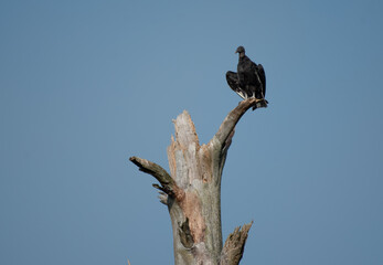 Black Vulture