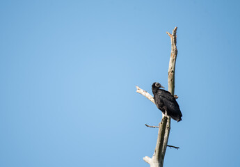 Black Vulture