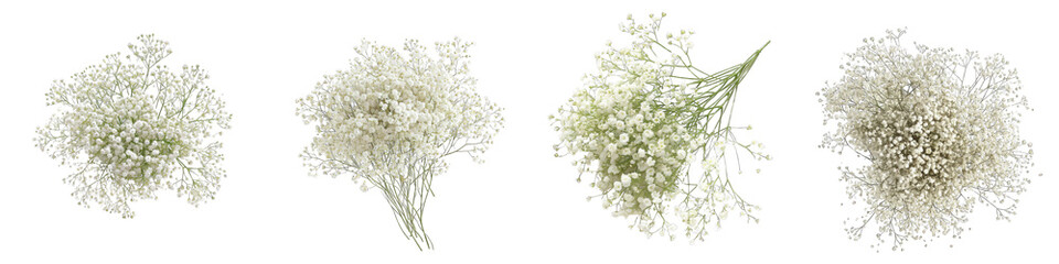 Babys Breath Flower Pile Of Heap Of Piled Up Together  Hyperrealistic Highly Detailed Isolated On Transparent Background Png File