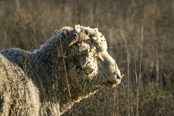 Obraz premium close up of a sheep