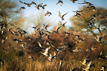 Flock of ducks