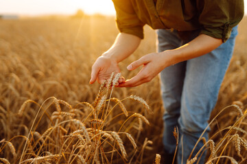 Agronomist inspecting wheat growing in the farm field.  Agriculture, business, harvest.