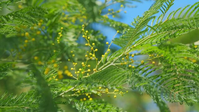 Symbol Of 8 March. Mimosa Acacia Dealbata Tree. Yellow Gold Flowering Mimosa Blossom. Still.