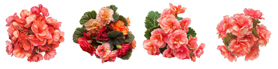 Begonia Flower Pile Of Heap Of Piled Up Together  Hyperrealistic Highly Detailed Isolated On Transparent Background Png File