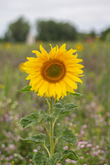 Sonnenblume