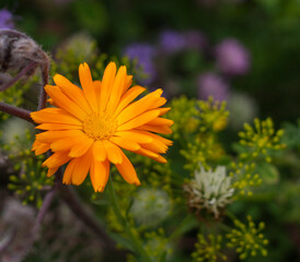Ringelblume (Calendula)