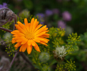 Ringelblume (Calendula)