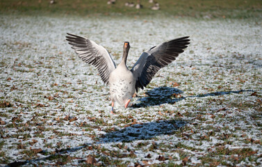 Gans in winterlicher Landschaft