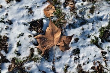 Ahornblatt auf winterlicher Wiese