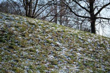 Schneebedeckte Wiese
