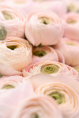 ranunculus sucess hanoi macro bunch warm