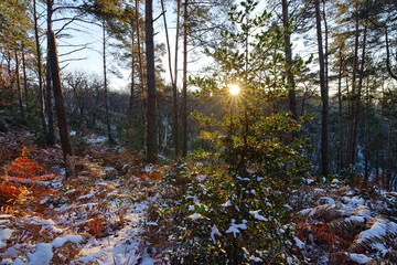  Camp d 'Arbonne point of view in Fontainebleau forest