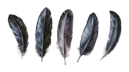 A collection of black raven feathers on a white background, showing a variety of shapes and textures