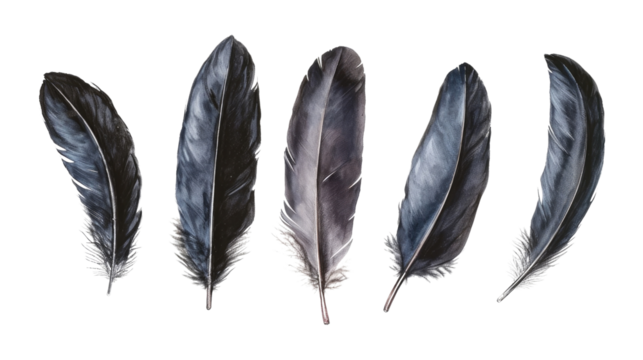A collection of black raven feathers on a white background, showing a variety of shapes and textures