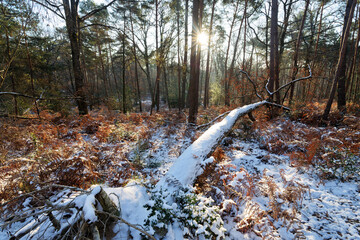 Snow covered fallen tree trunk in Fontainebleau forest