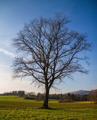 Barren tree stands in a green field against the background of a blue sky