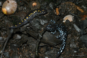 Two young salamanders on a damp forest floor: On the left is a spotted salamander (Ambystoma maculatum) and on the right is a blue-spotted salamander (Ambystoma laterale).