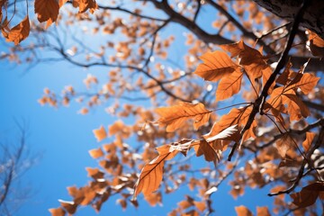 A dynamic shot of leaves falling from a tree against a brilliant blue sky, capturing the essence of the changing seasons